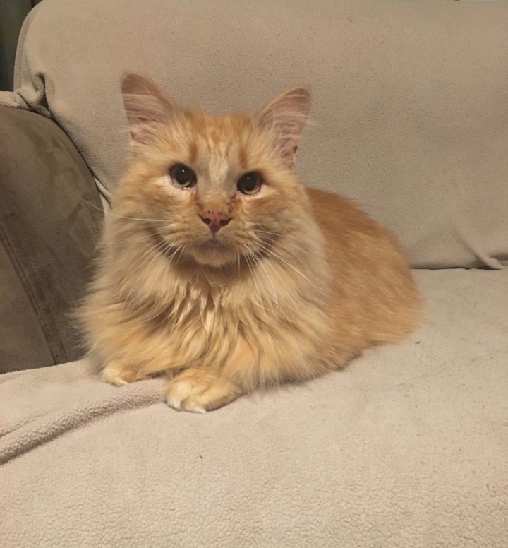 Cat For Adoption Mufasa A Domestic Long Hair Maine Coon Mix