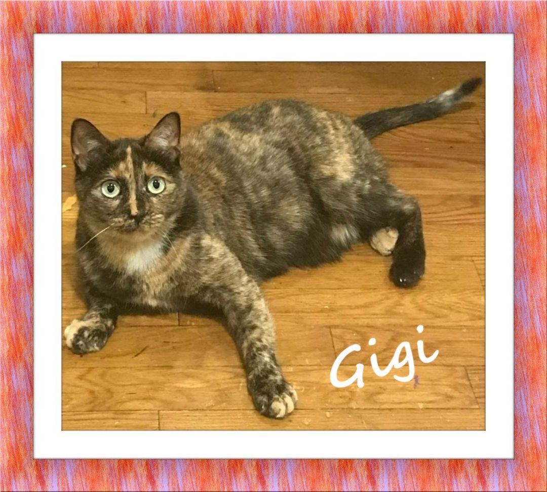 Gigi, an adoptable Tortoiseshell in West New York, NJ, 07093 | Photo Image 1