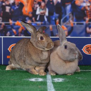 Rabbit For Adoption Wombat Wallaby A Lop Eared In Chicago Il