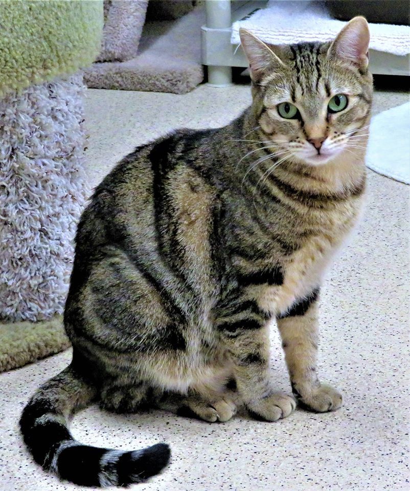 Val, an adoptable Domestic Short Hair in Seal Beach, CA, 90740 | Photo Image 1