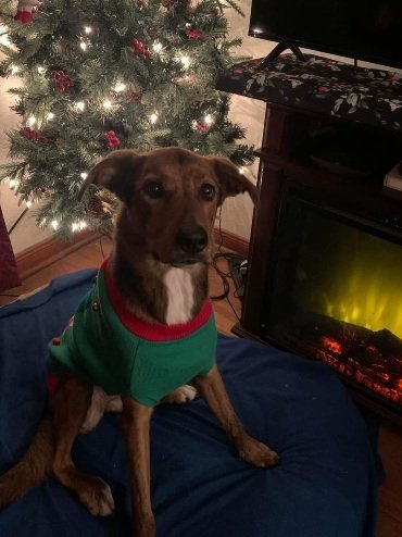 Sassy 4, an adoptable German Shepherd Dog, Rottweiler in Houston, TX, 77205 | Photo Image 1