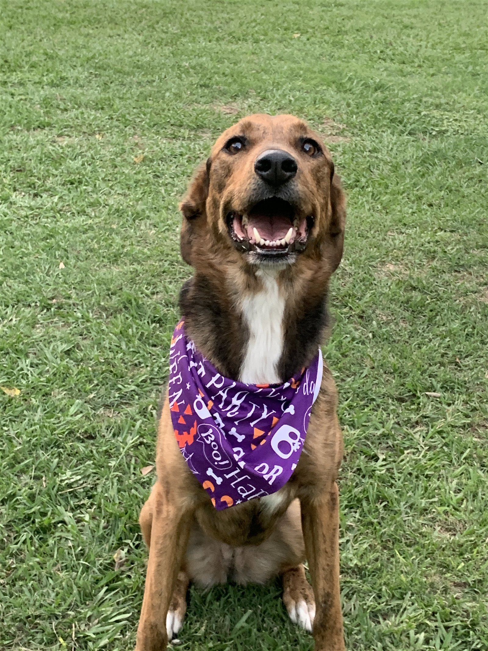 Sassy 4, an adoptable German Shepherd Dog, Rottweiler in Houston, TX, 77205 | Photo Image 2
