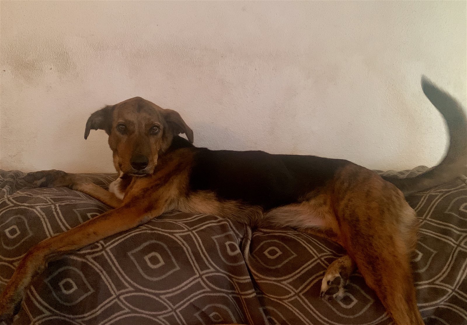 Sassy 4, an adoptable German Shepherd Dog, Rottweiler in Houston, TX, 77205 | Photo Image 3
