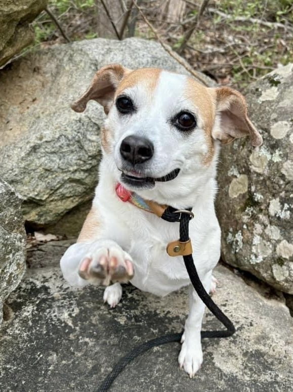 Drew Steele, an adoptable Beagle in Rockaway, NJ, 07866 | Photo Image 1