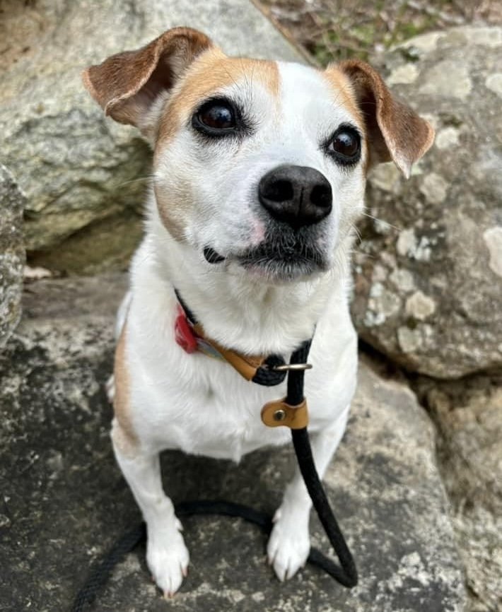 Drew Steele, an adoptable Beagle in Rockaway, NJ, 07866 | Photo Image 2