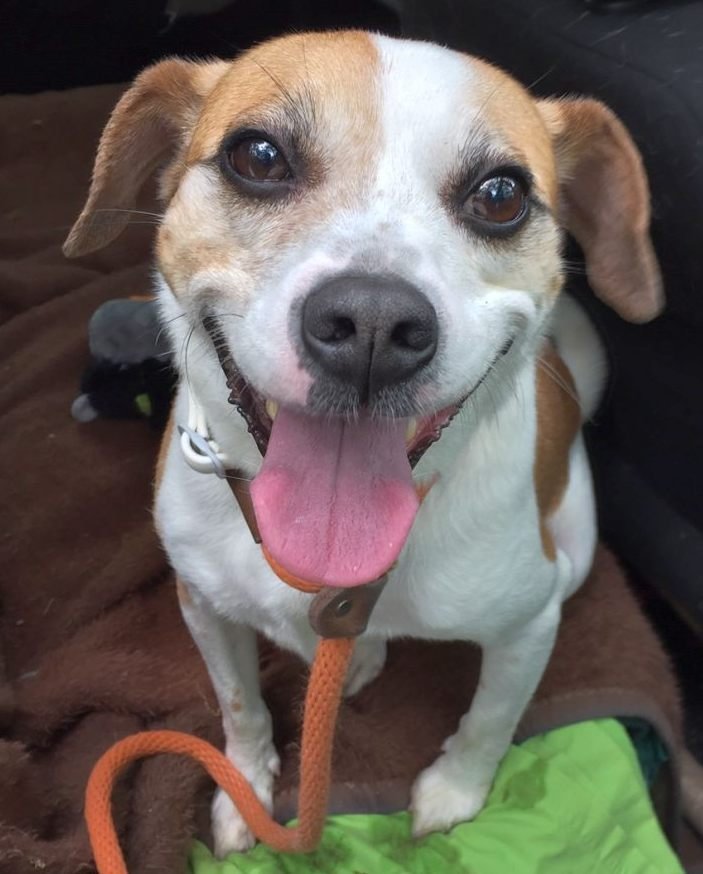 Drew Steele, an adoptable Beagle in Rockaway, NJ, 07866 | Photo Image 3
