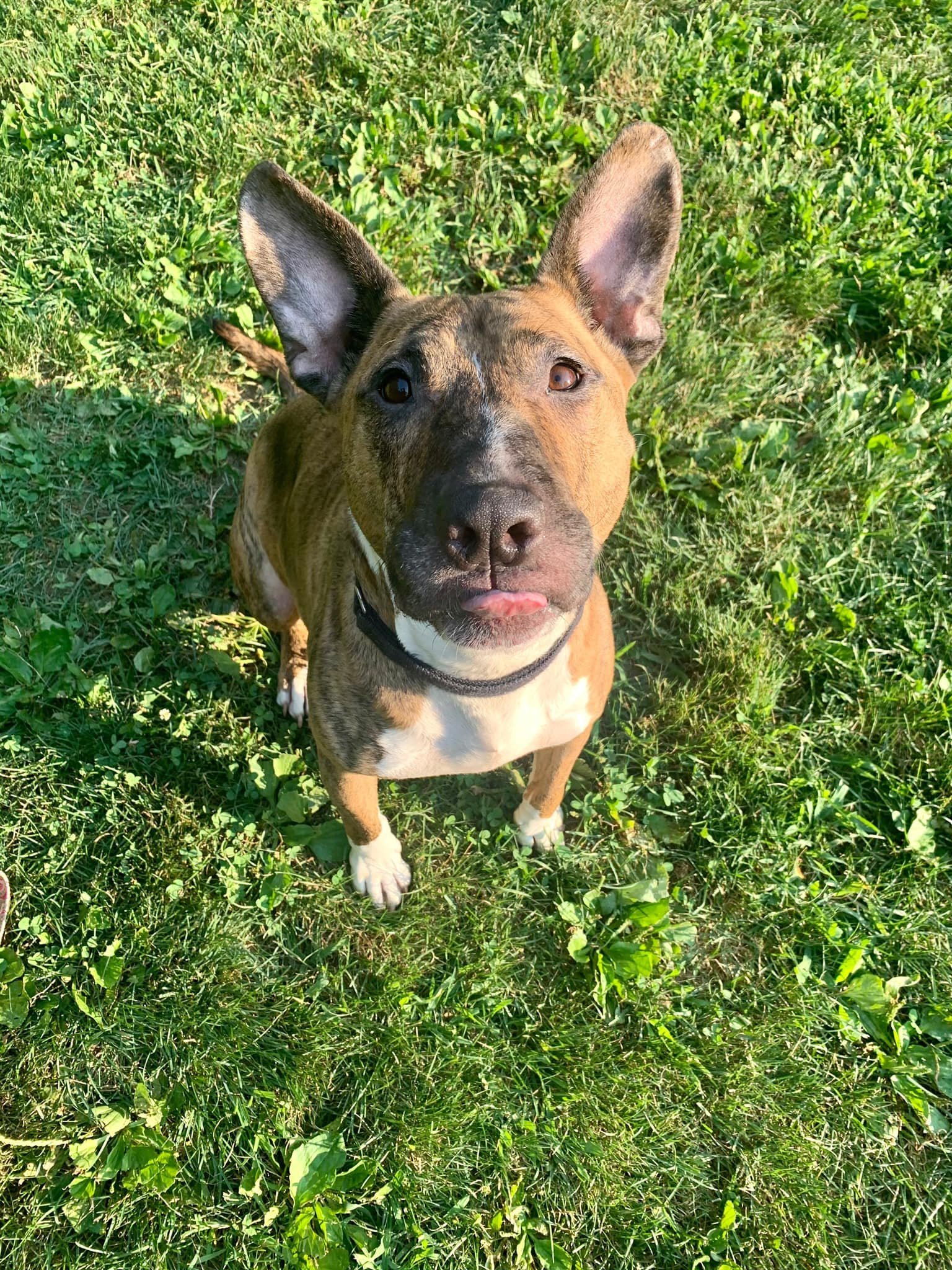 Tigger, an adoptable Bull Terrier, Pit Bull Terrier in New York, NY, 10075 | Photo Image 1