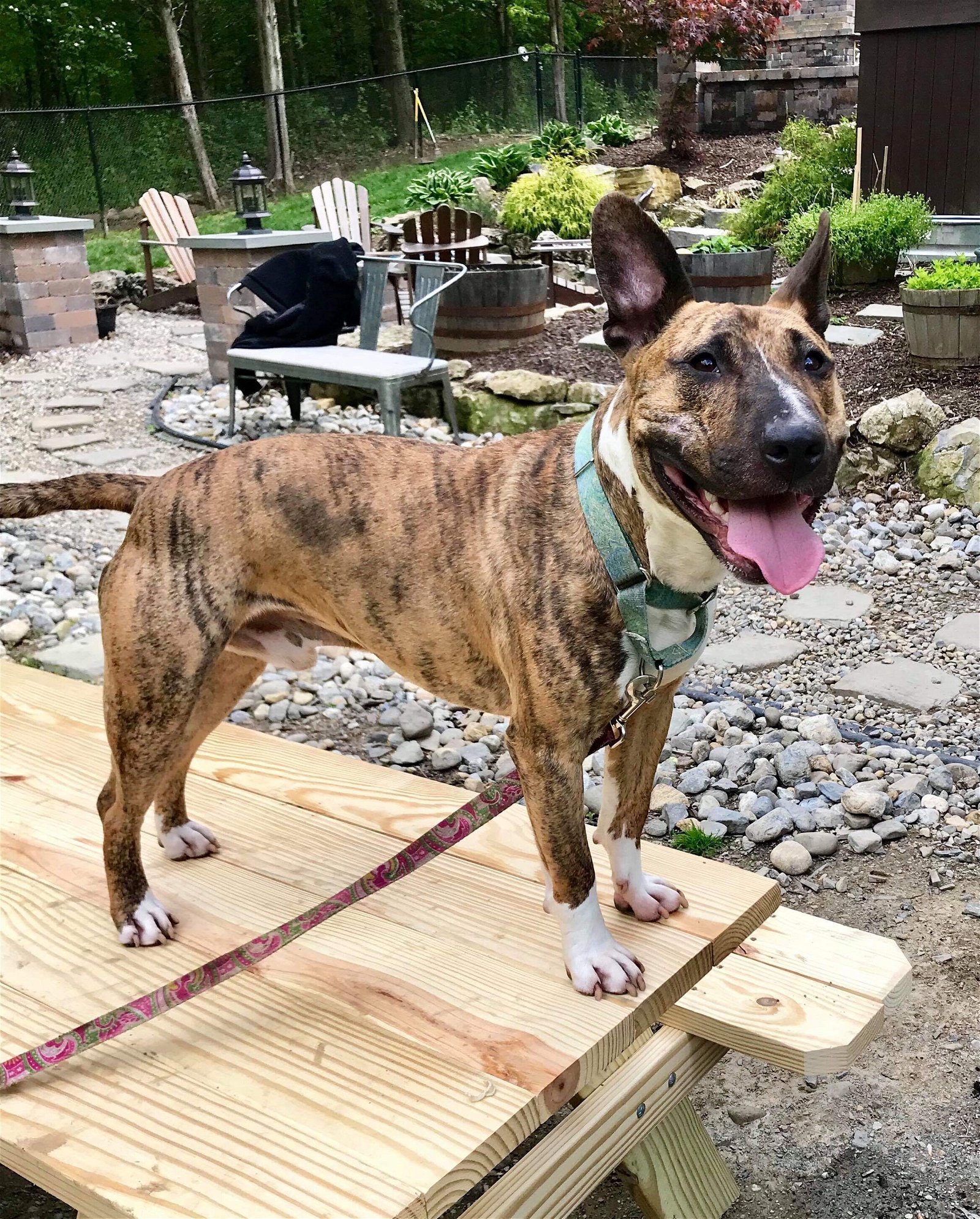 Tigger, an adoptable Bull Terrier, Pit Bull Terrier in New York, NY, 10075 | Photo Image 3