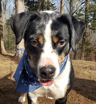 Marbles, an adoptable Cattle Dog, Labrador Retriever in Canterbury, CT, 06331 | Photo Image 1