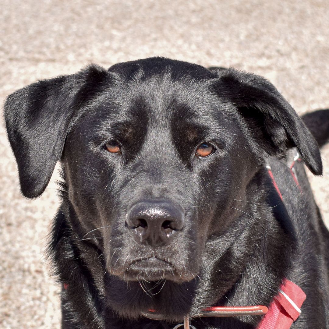 Bella May, an adoptable Black Labrador Retriever, German Shepherd Dog in Huntley, IL, 60142 | Photo Image 1