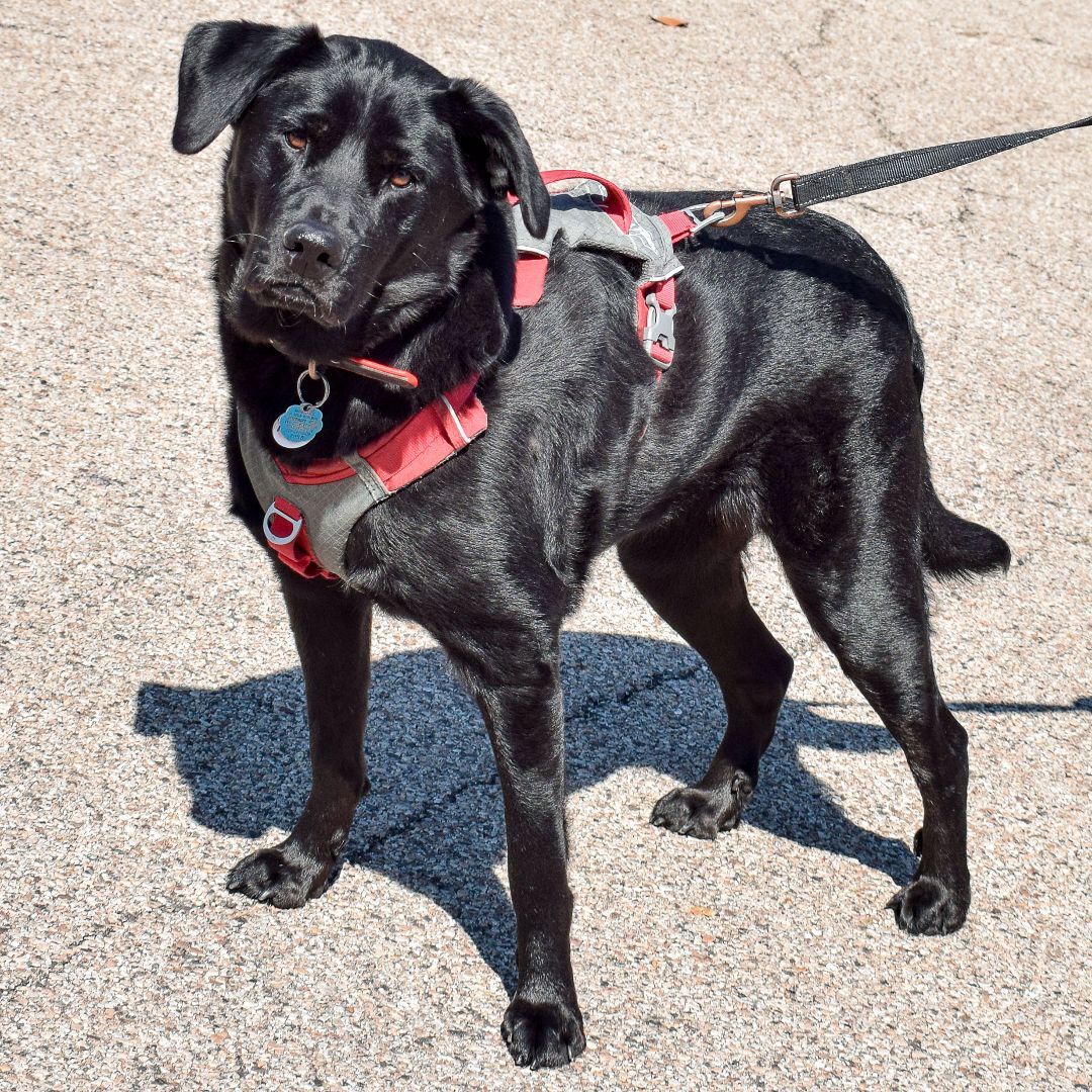 Bella May, an adoptable Black Labrador Retriever, German Shepherd Dog in Huntley, IL, 60142 | Photo Image 2