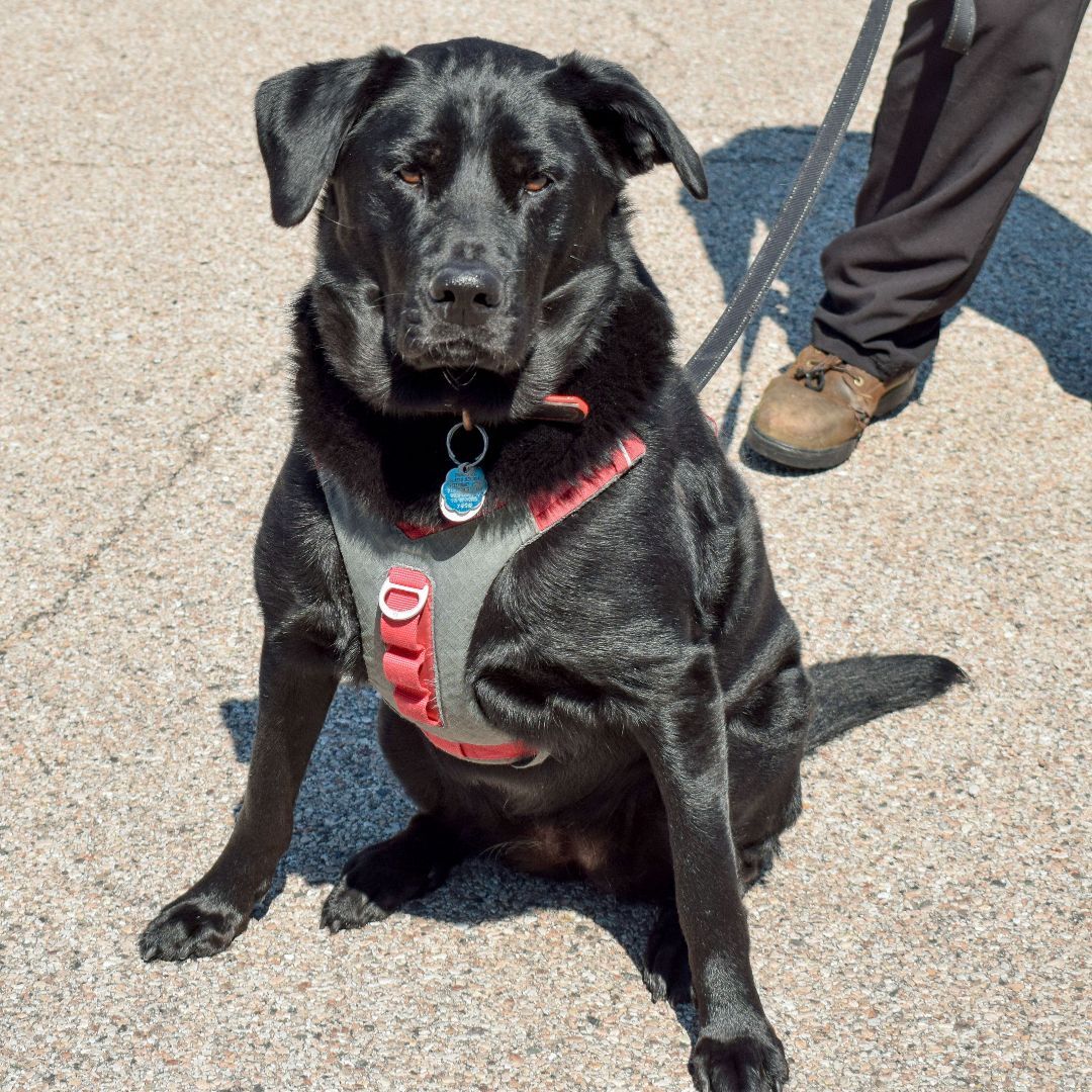 Bella May, an adoptable Black Labrador Retriever, German Shepherd Dog in Huntley, IL, 60142 | Photo Image 3