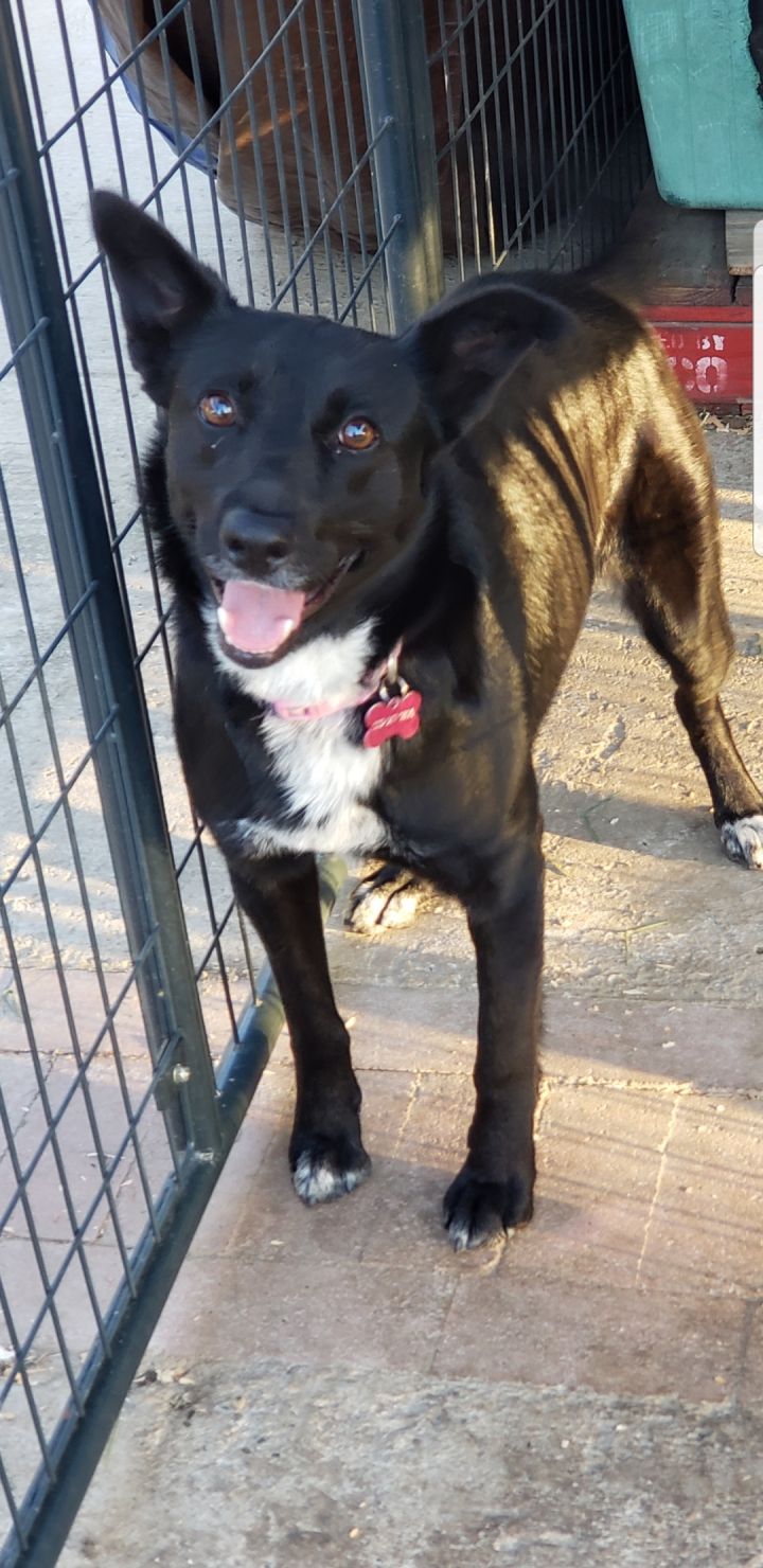Dog For Adoption Lucy A Border Collie German Shepherd Dog Mix