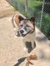 Available - Big East Akita Rescue