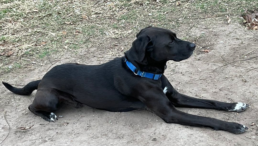 Lincoln , an adoptable Labrador Retriever, Hound in Houston, TX, 77007 | Photo Image 4