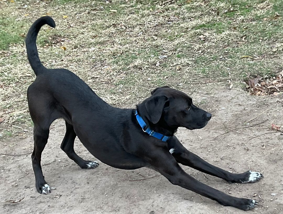 Lincoln , an adoptable Labrador Retriever, Hound in Houston, TX, 77007 | Photo Image 1