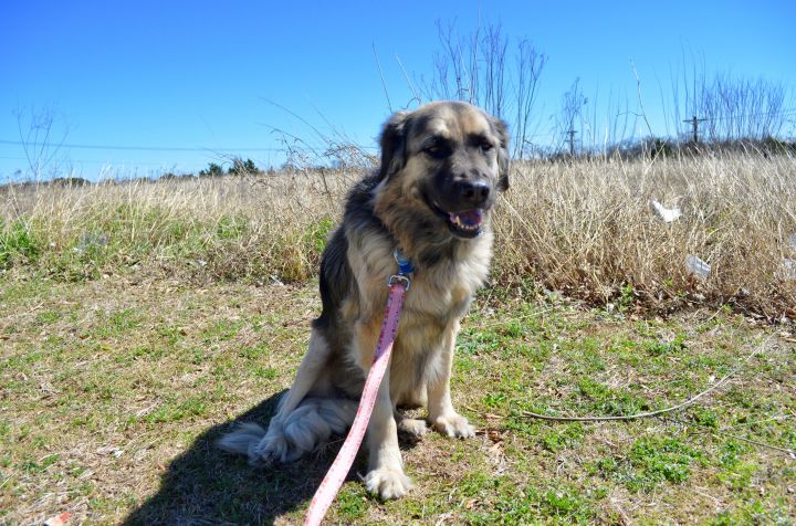 Dog For Adoption Zera A German Shorthaired Pointer Leonberger