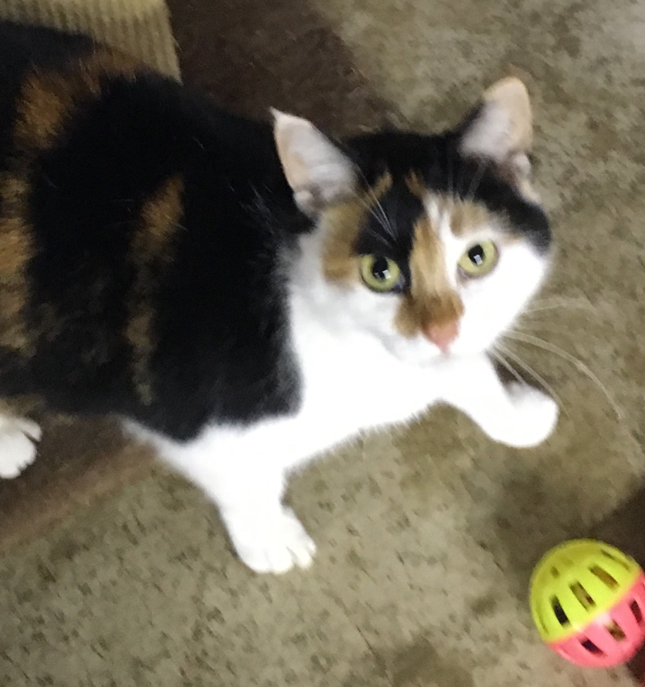 Kate, an adoptable Calico in St. Marys, OH, 45885 | Photo Image 1