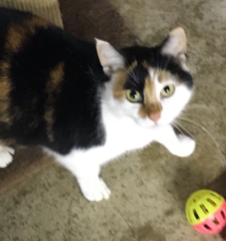 Kate, an adoptable Calico in St. Marys, OH_image-1