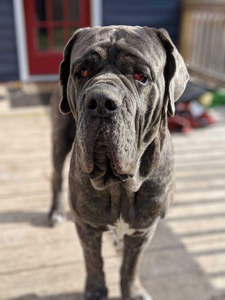 Kayhos, an adoptable Neapolitan Mastiff in Suffolk, VA