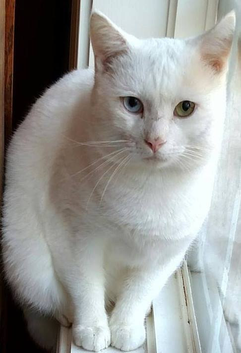 Cat For Adoption Bob A Japanese Bobtail Domestic Short Hair