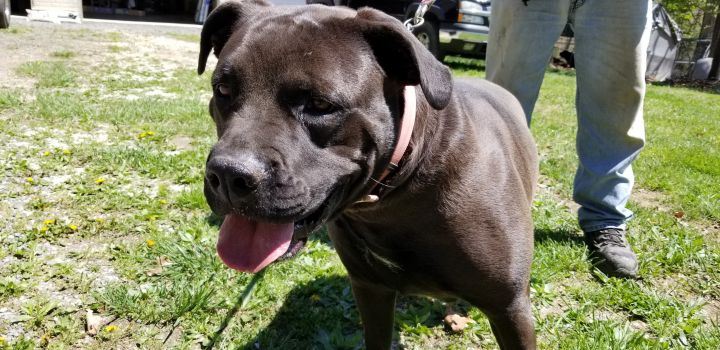 Dog For Adoption Bb A Cane Corso In Flintstone Md