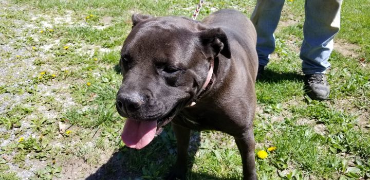 Dog For Adoption Bb A Cane Corso In Flintstone Md