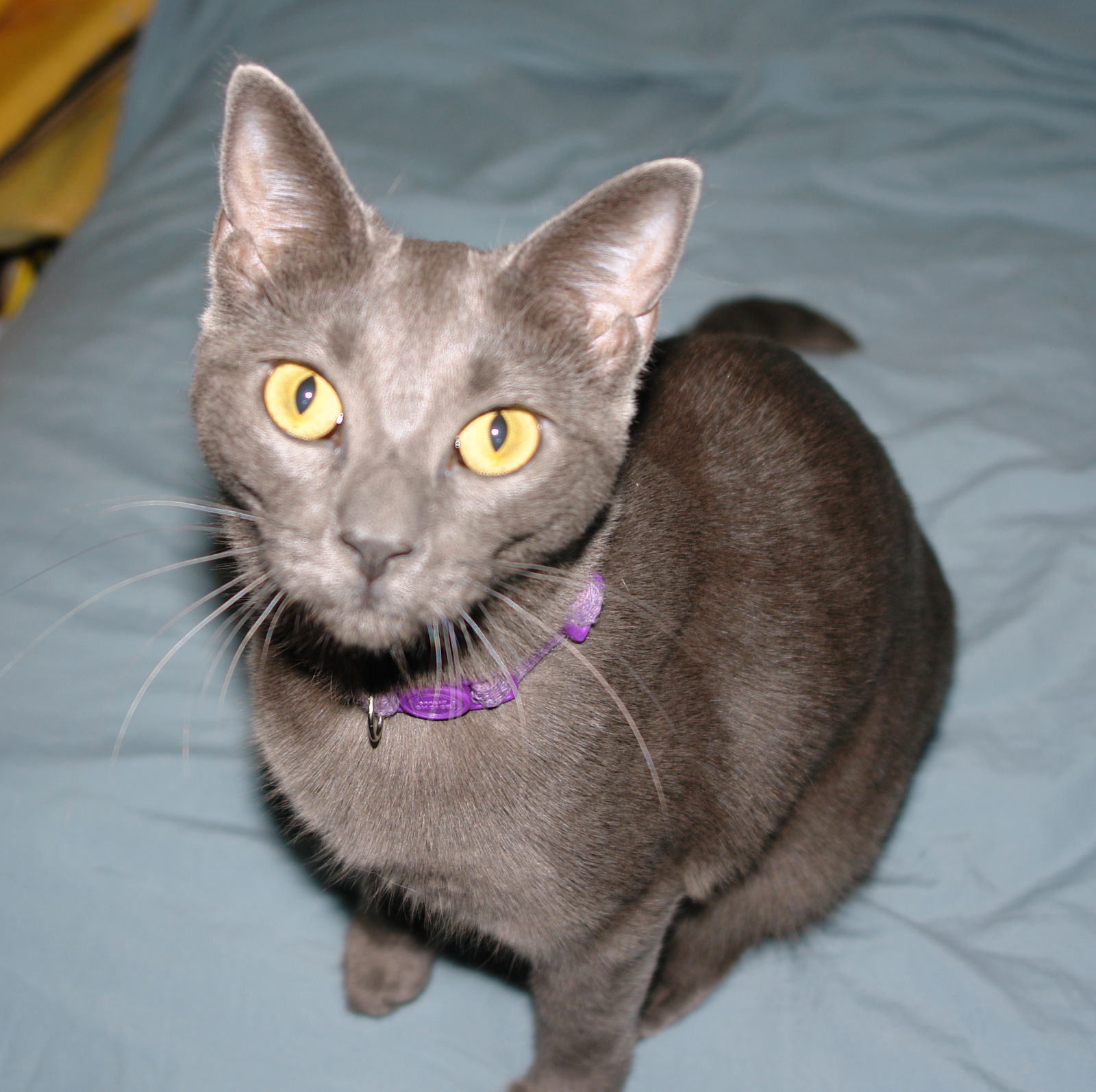 Mikayla, an adoptable Domestic Short Hair in Philadelphia, PA, 19111 | Photo Image 1