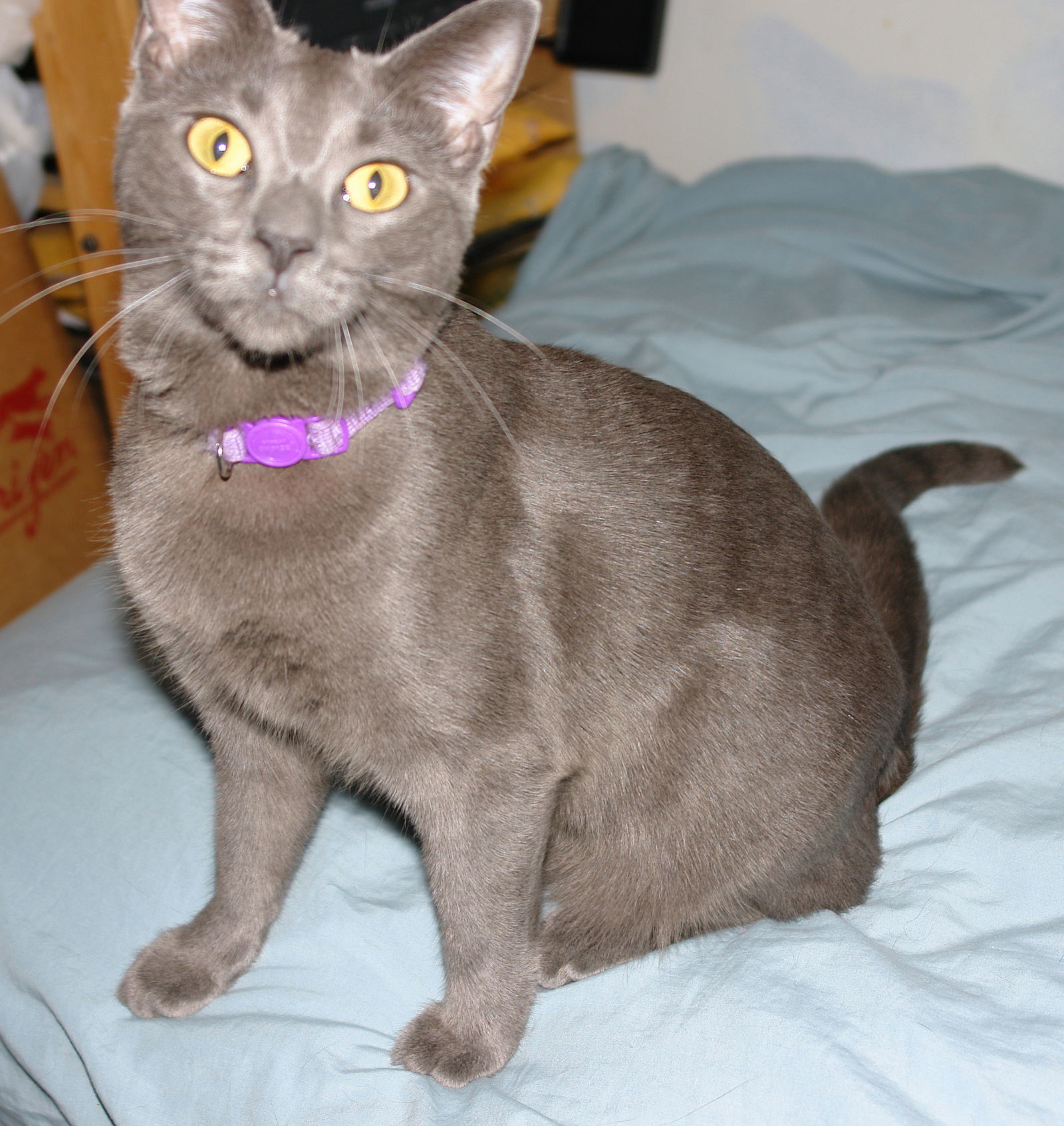 Mikayla, an adoptable Domestic Short Hair in Philadelphia, PA, 19111 | Photo Image 2