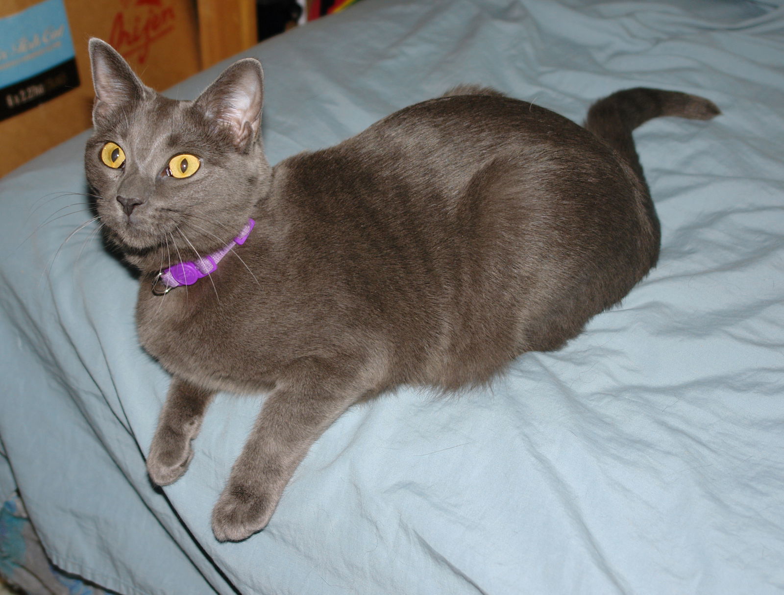 Mikayla, an adoptable Domestic Short Hair in Philadelphia, PA, 19111 | Photo Image 3