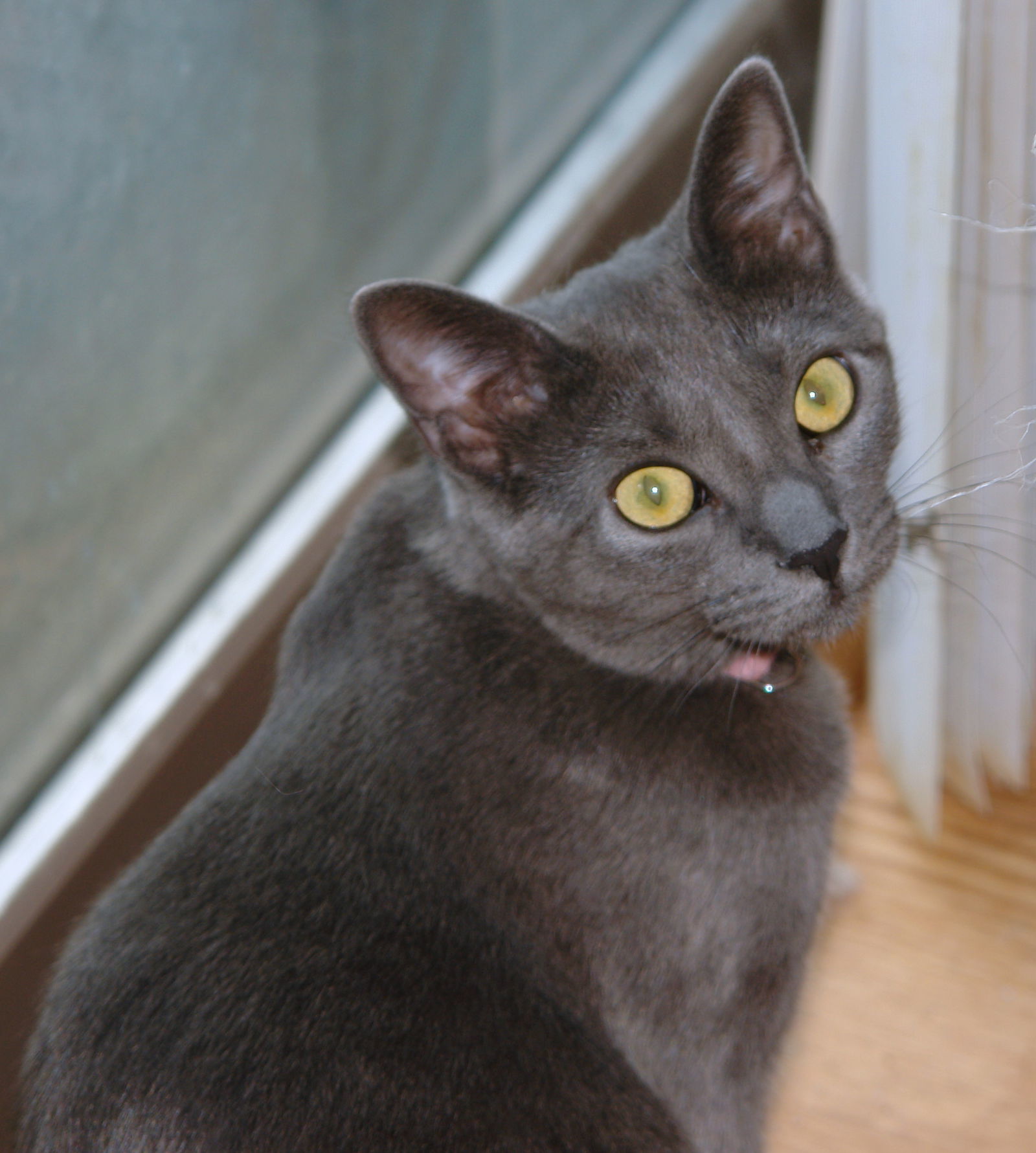 Margo, an adoptable Domestic Short Hair in Philadelphia, PA, 19111 | Photo Image 1