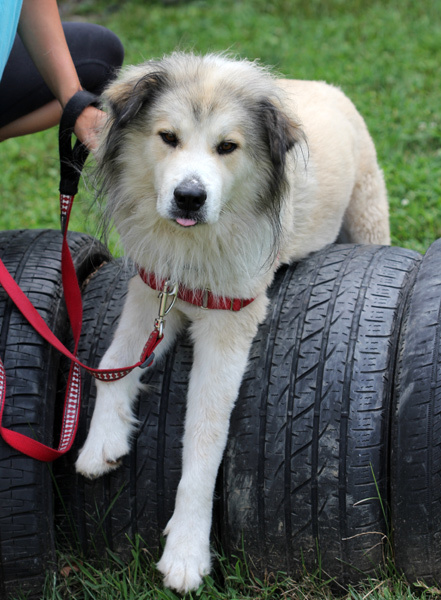 Dog For Adoption Bixby A Great Pyrenees Mix In Harrison Ny