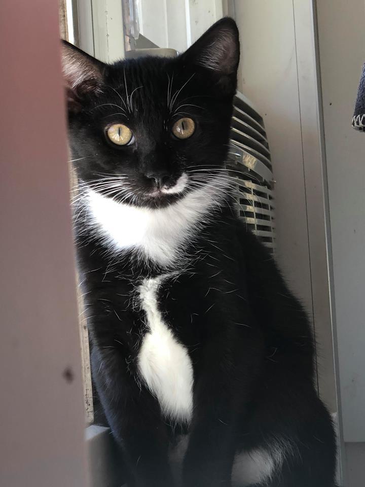 Rocket, an adoptable Domestic Short Hair in Jaffrey, NH, 03452 | Photo Image 1