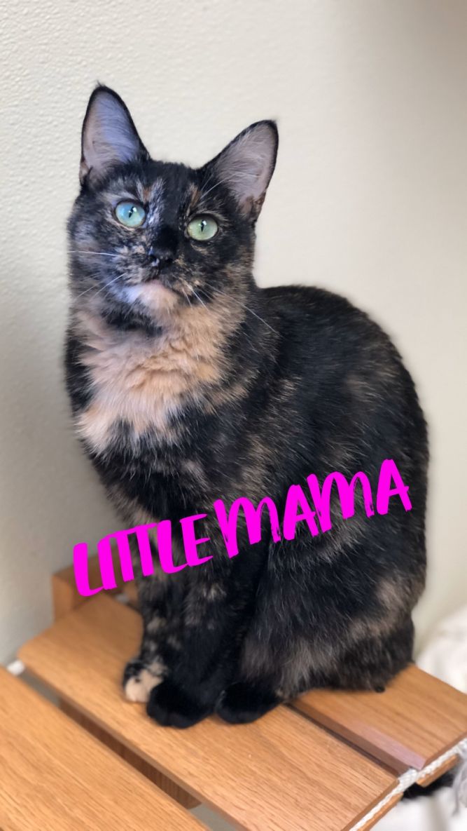 Little Mama - update! adopted!