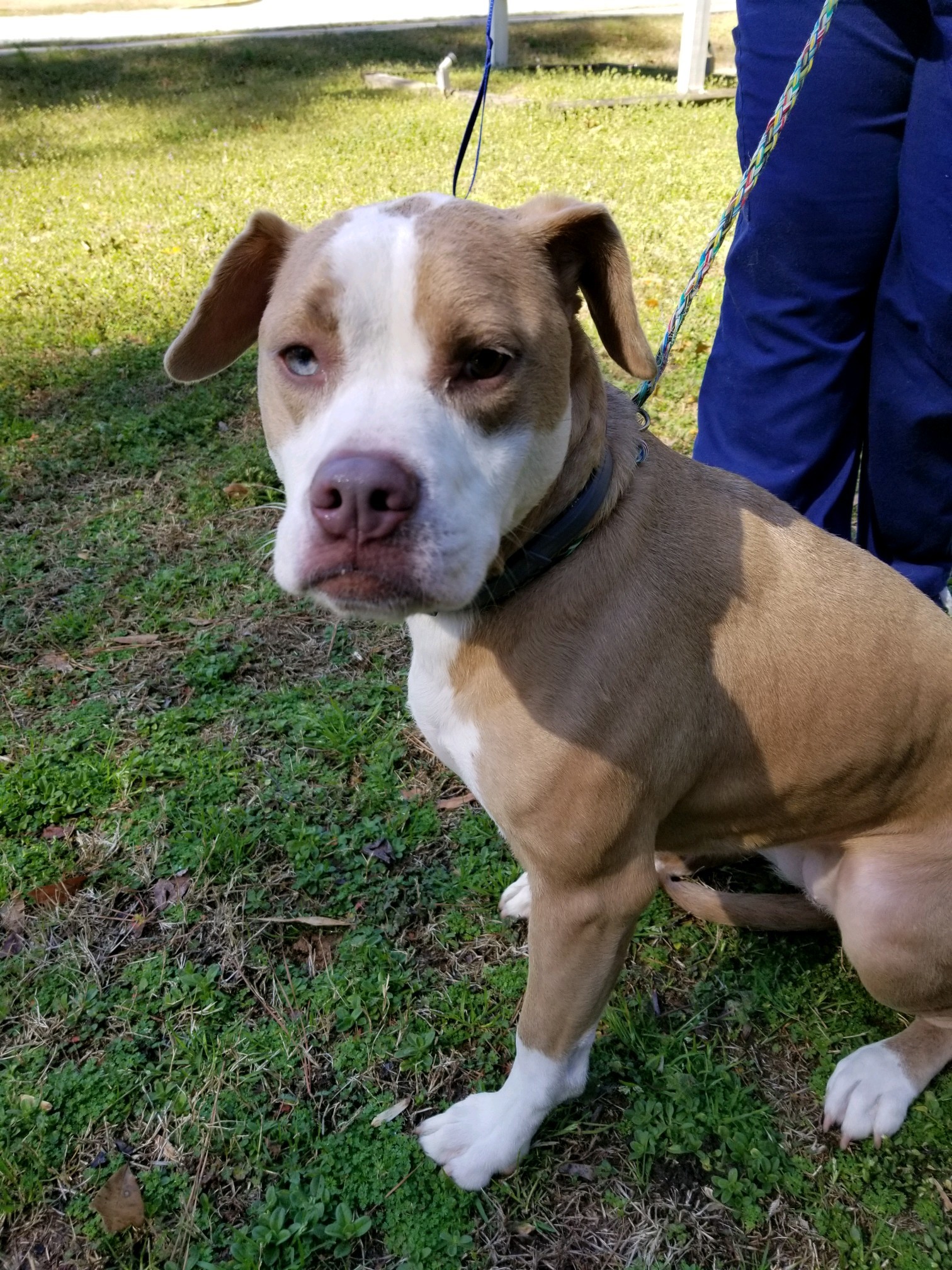 Dog for adoption - Jacky Moon, an American Bulldog & Terrier Mix in