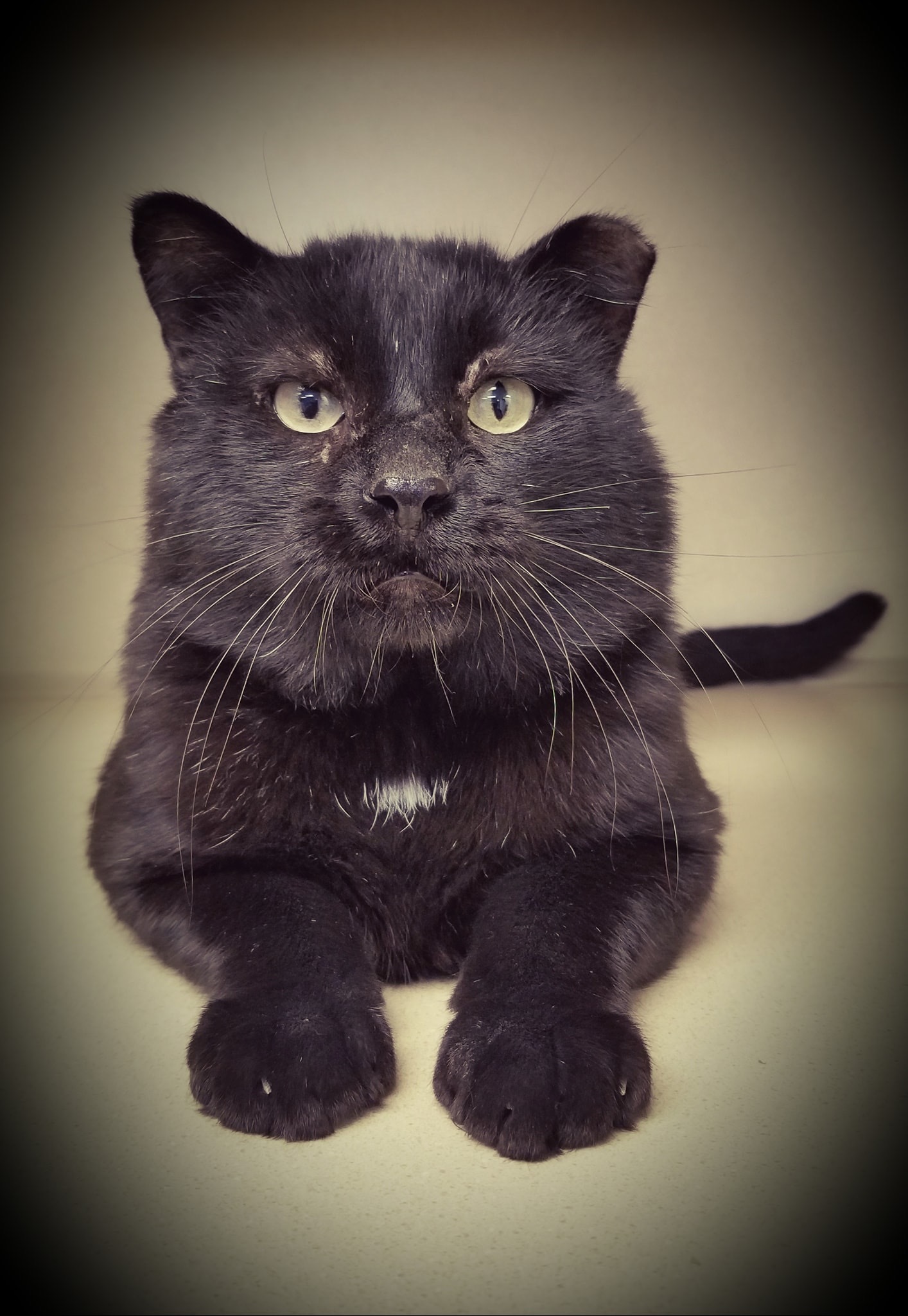 Boy ** FIV **, an adoptable Domestic Short Hair in Blaine, MN, 55434 | Photo Image 1