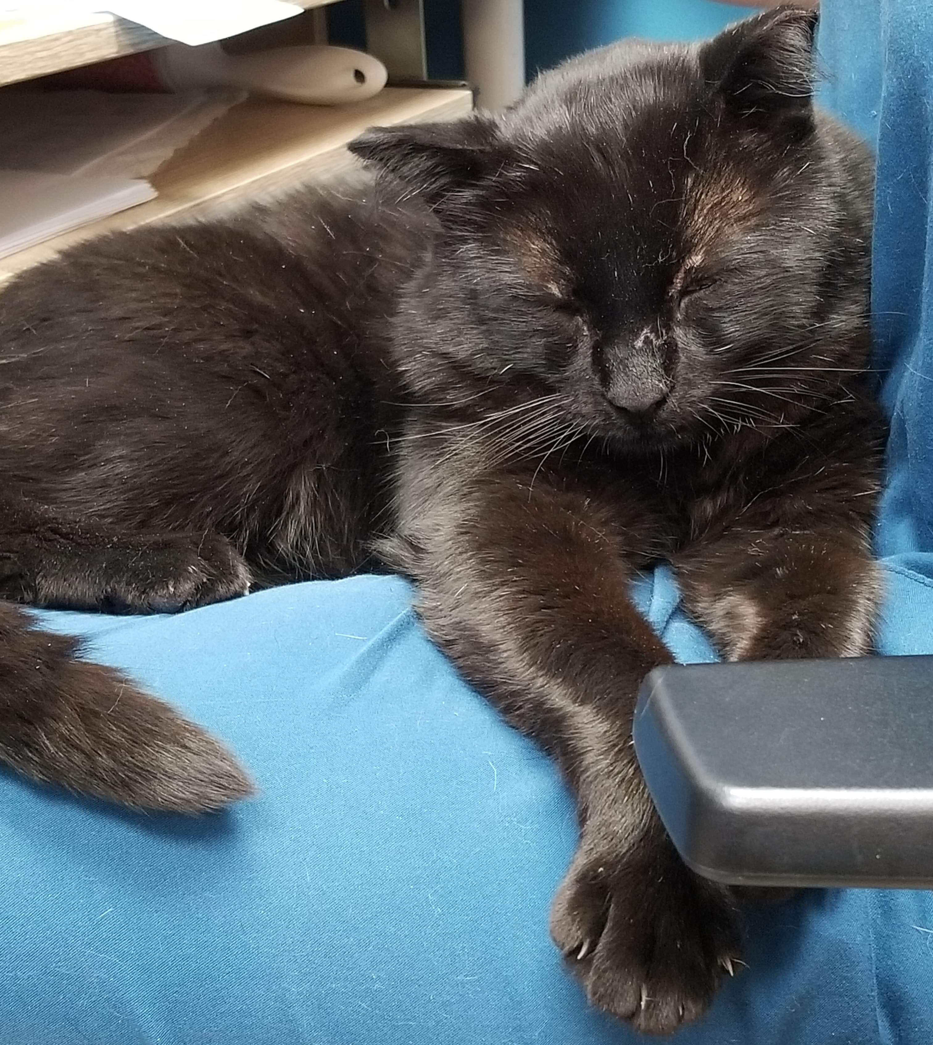 Boy ** FIV **, an adoptable Domestic Short Hair in Blaine, MN, 55434 | Photo Image 2