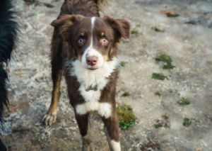 77 Border Collie Blue Heeler Mix Puppies For Sale Colorado L2sanpiero