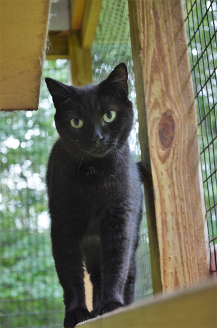 Venus, an adopted Domestic Short Hair in Westbrook, CT_image-3