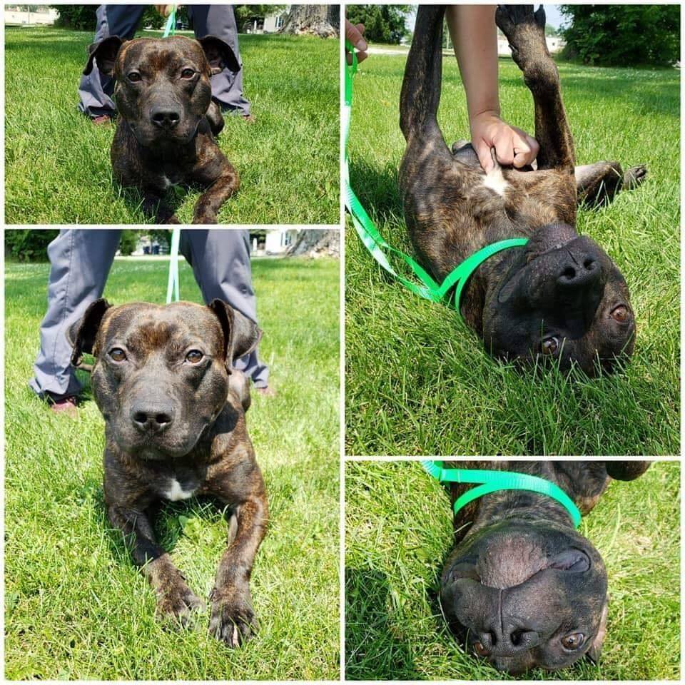 Brody, an adoptable Pit Bull Terrier in Steger, IL, 60475 | Photo Image 7