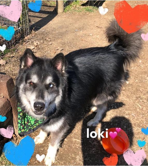 Loki - update! Adopted! 1
