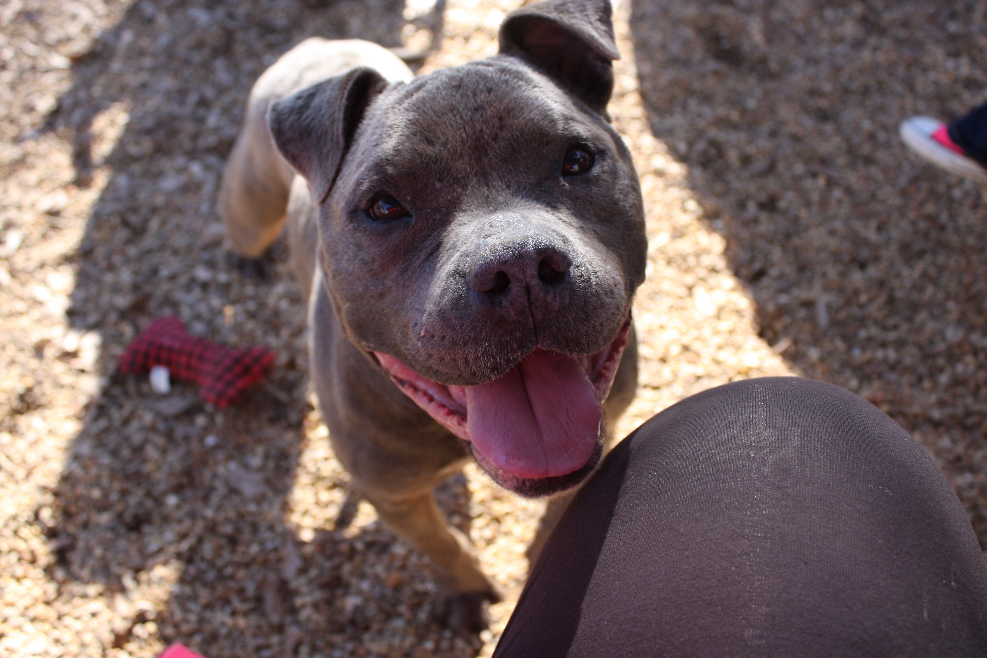 Mugsy, an adoptable Pit Bull Terrier, American Staffordshire Terrier in Columbus, MS, 39702 | Photo Image 1