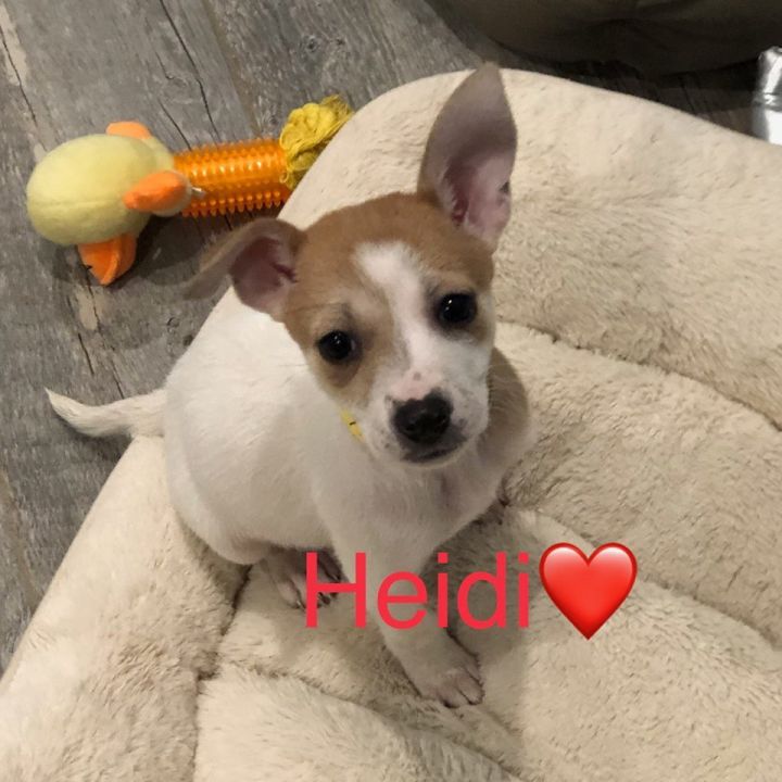 Heidi 2