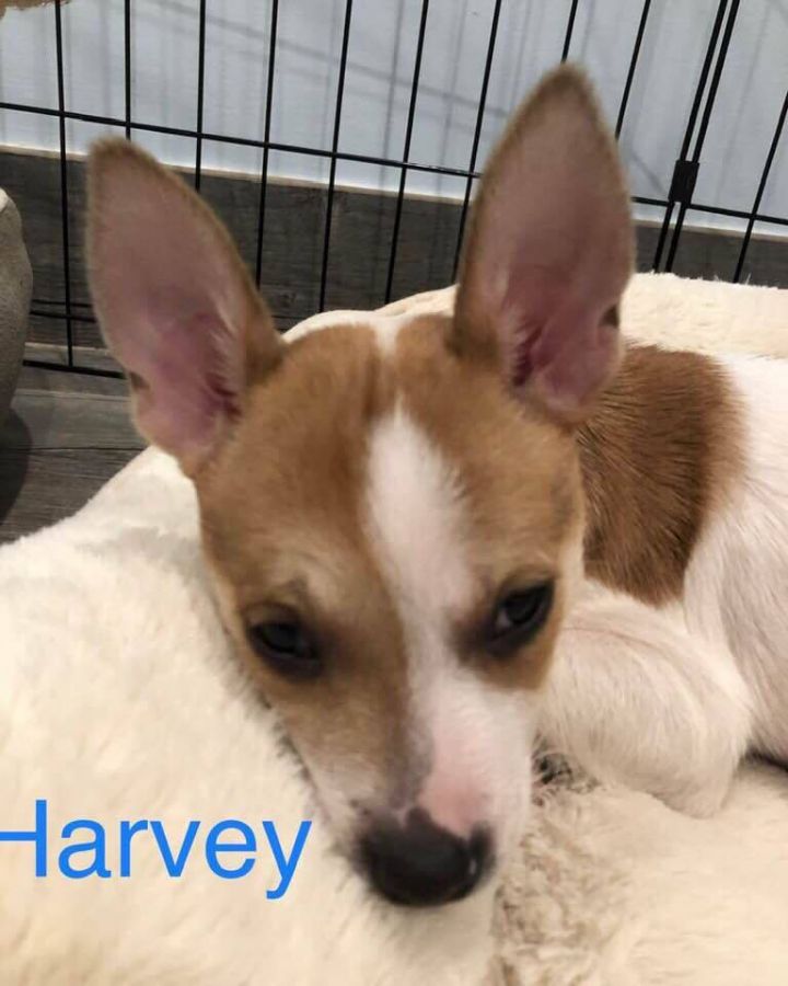 Harvey 2