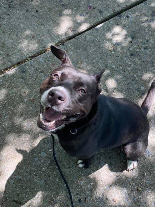 Savannah, an adoptable Pit Bull Terrier in New York, NY, 10075 | Photo Image 2