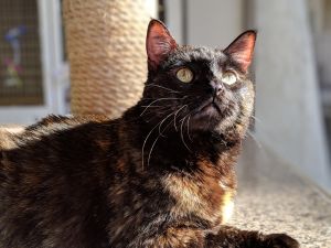 Isabel