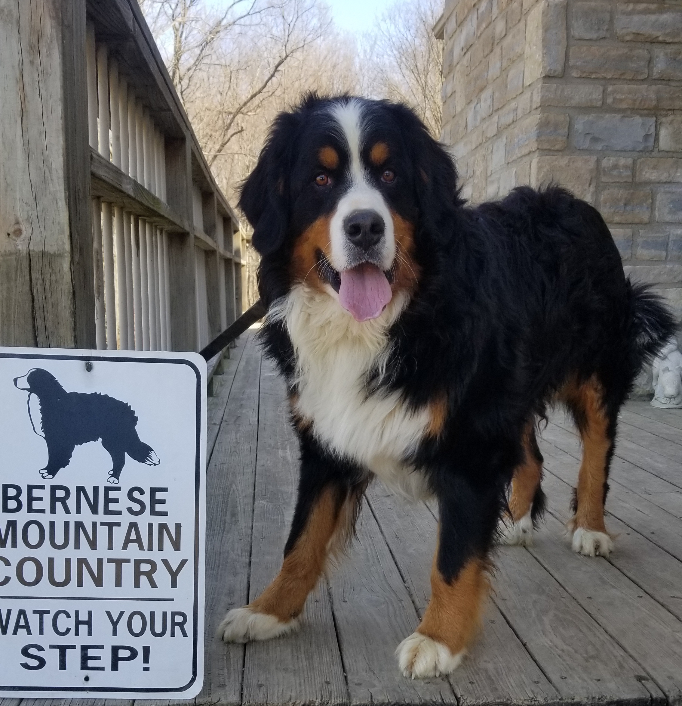 Magic, an adoptable Bernese Mountain Dog in Mount Gilead, OH, 43338 | Photo Image 1