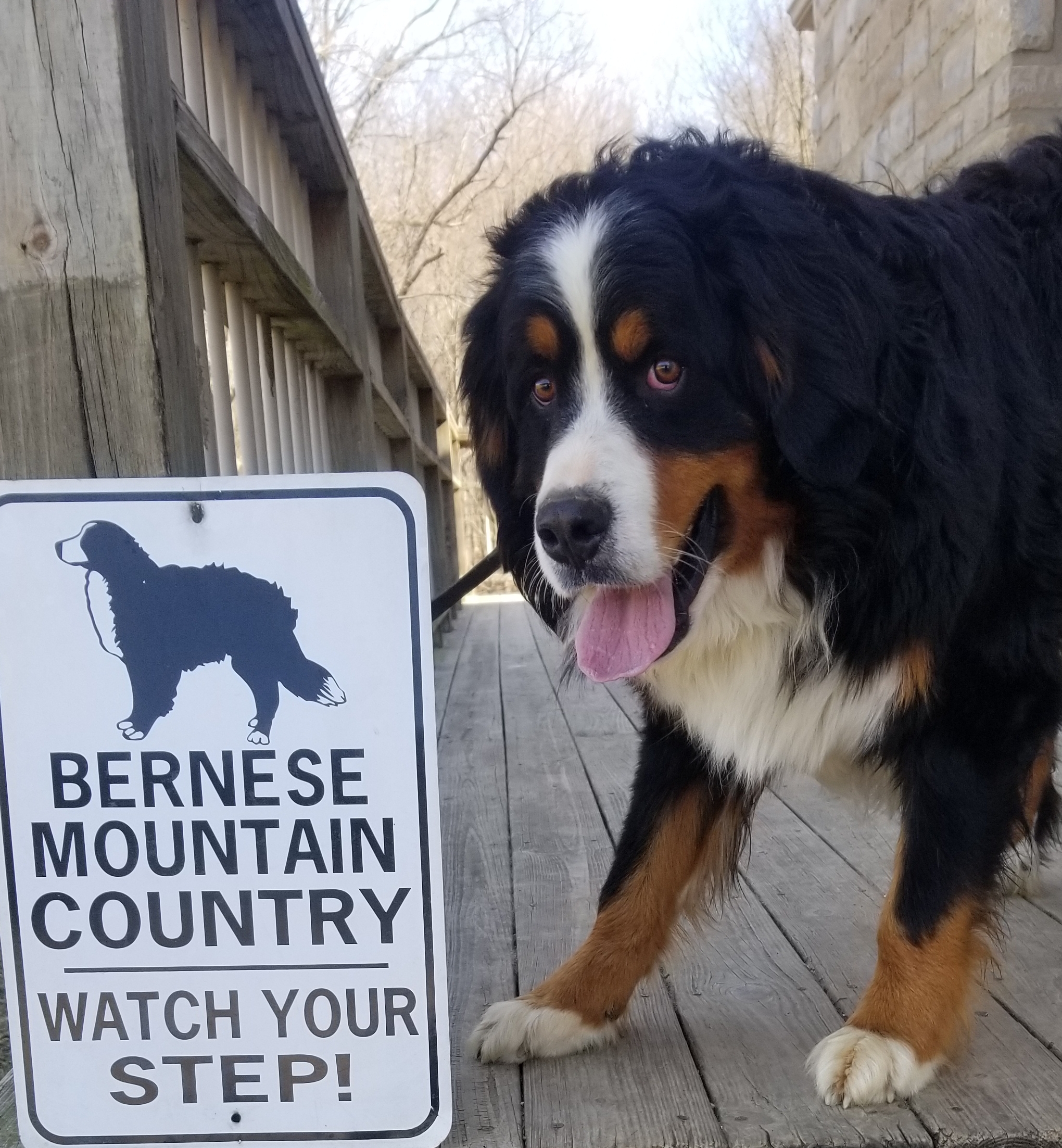 Magic, an adoptable Bernese Mountain Dog in Mount Gilead, OH, 43338 | Photo Image 2