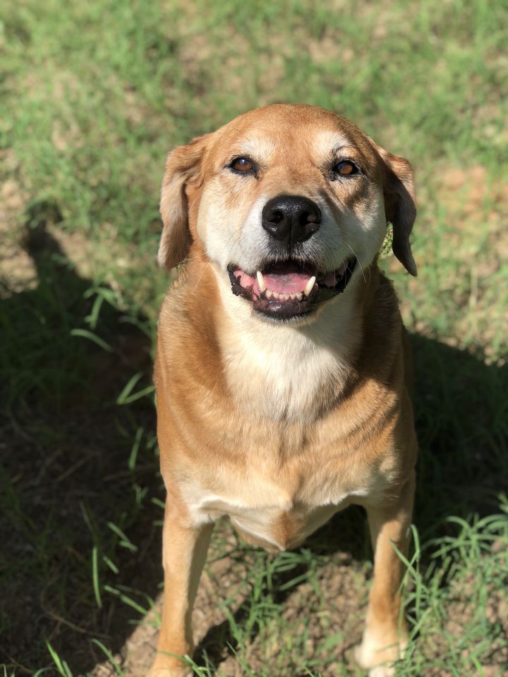 Rhodesian ridgeback store golden retriever mix