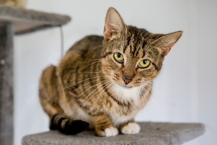 Cat For Adoption Live Oak Brown An American Shorthair In Mexia